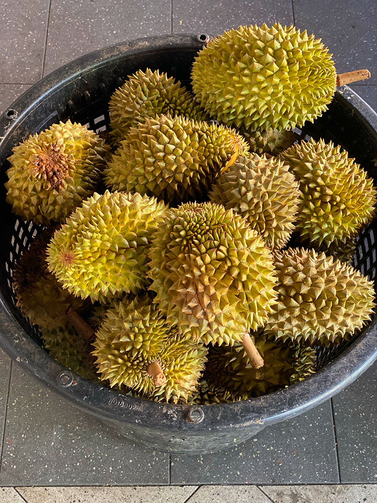 猫山王 Mao Shan Wang Durian